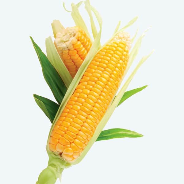 بلال (ذرت)